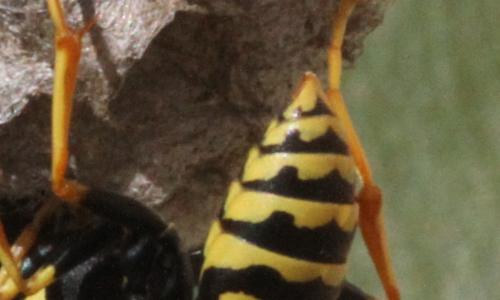 Réf. 336 113 : Polistes dominula